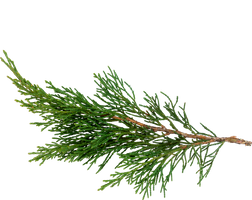 cypress natural fibromyalgia relief