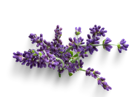 natural anti ageing lavender