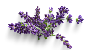 lavender essential oil health benefits