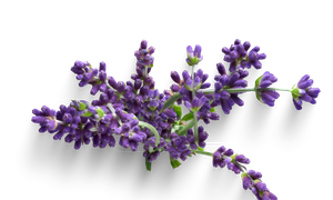 lavender oil for fibromyalgia symptoms