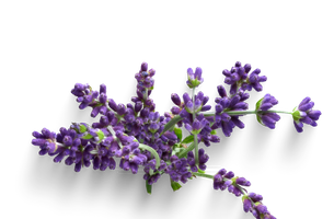 Lavender essential oil for fibromyalgia symptoms